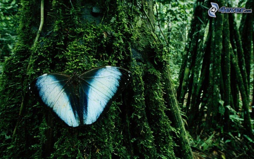 mariposa azul, musgo, árboles, verde