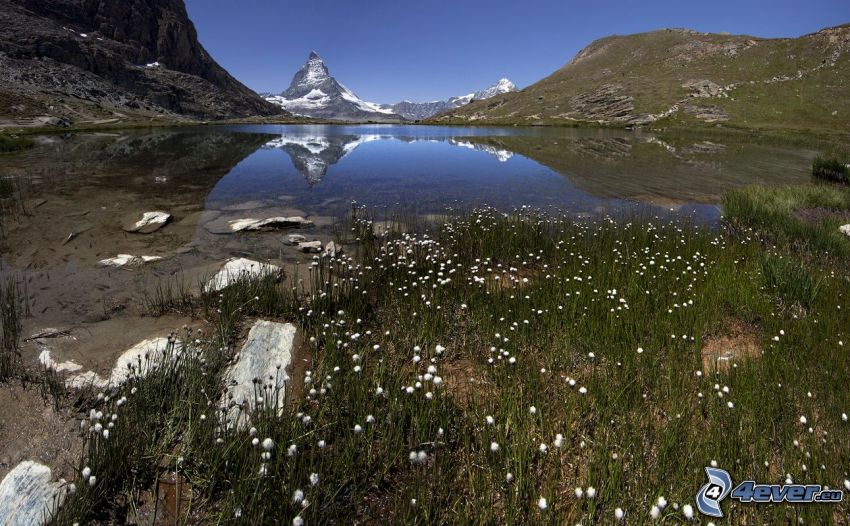 Matterhorn, lago de montaña, montaña nevada, hierba, flores blancas