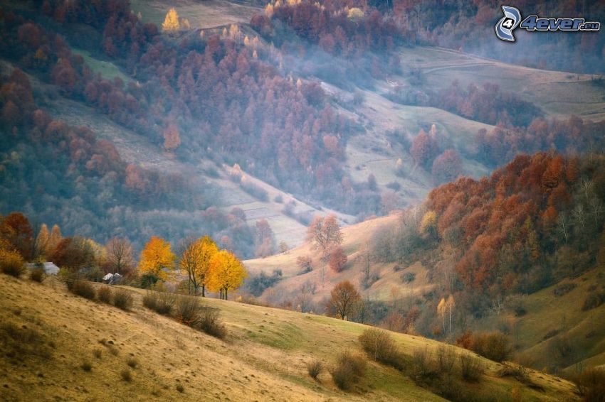 colina, árboles coloridos del otoño