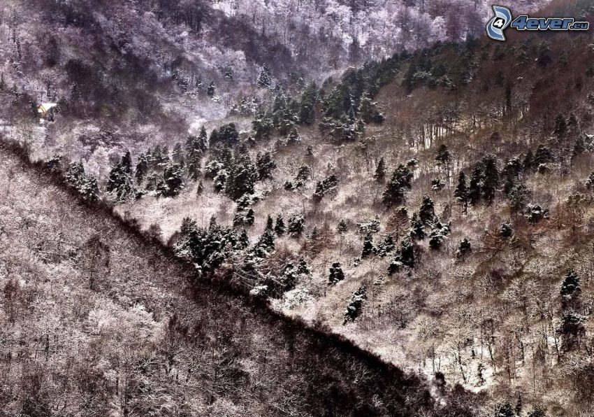 colinas cubiertas de nieve, árboles