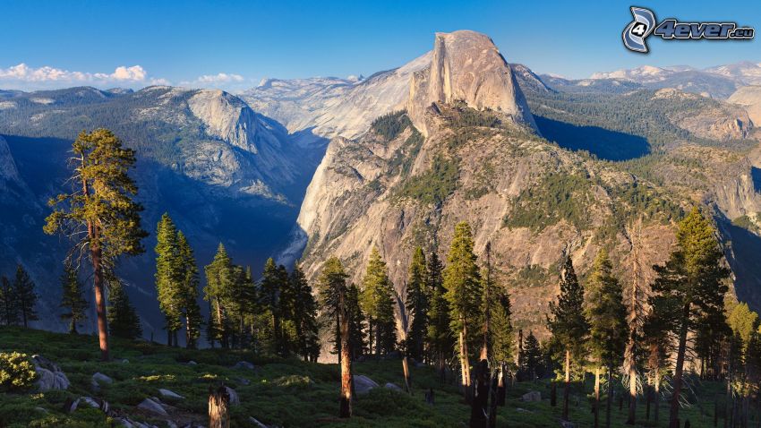 Half Dome, Parque nacional de Yosemite, montaña rocosa, árboles, bosque