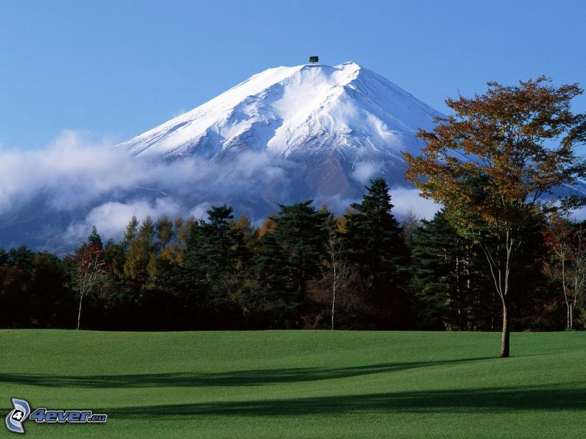 monte Fuji, montaña nevada, bosque, árboles, césped