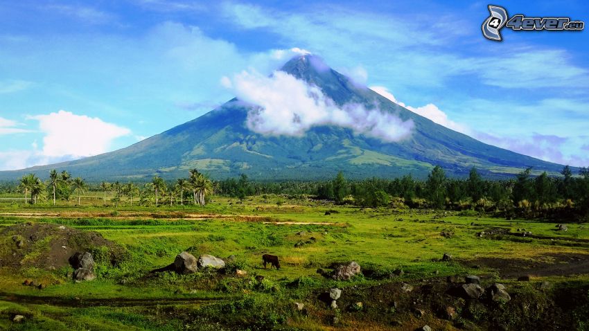 Mount Mayon, volcán, búfalo, prado, bosque, Filipinas
