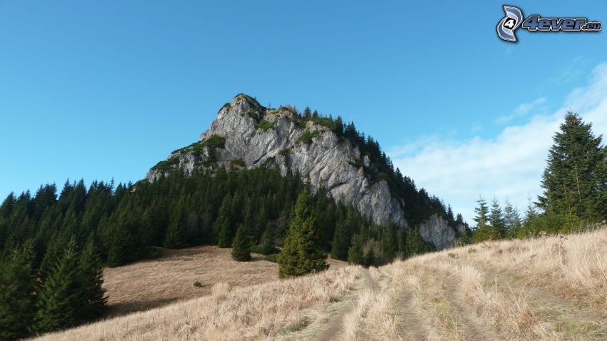 Pequeño Rozsutec, Eslovaquia, colina, bosque, prado