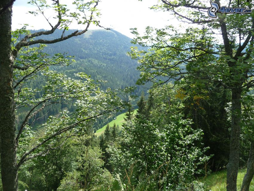 Randavica, Muránska planina, Slovenské rudohorie, bosque, colina, cima, árboles