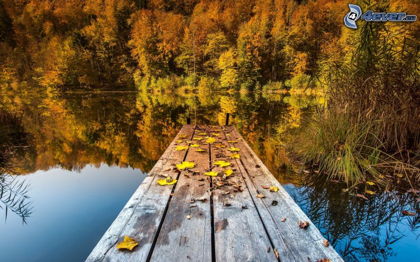 muelle, nivel del lago tranquilo, bosque, amarillo de otoño