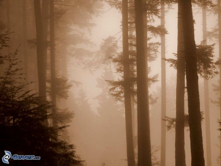 niebla en el bosque, sepia