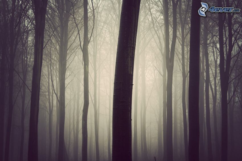 niebla en el bosque