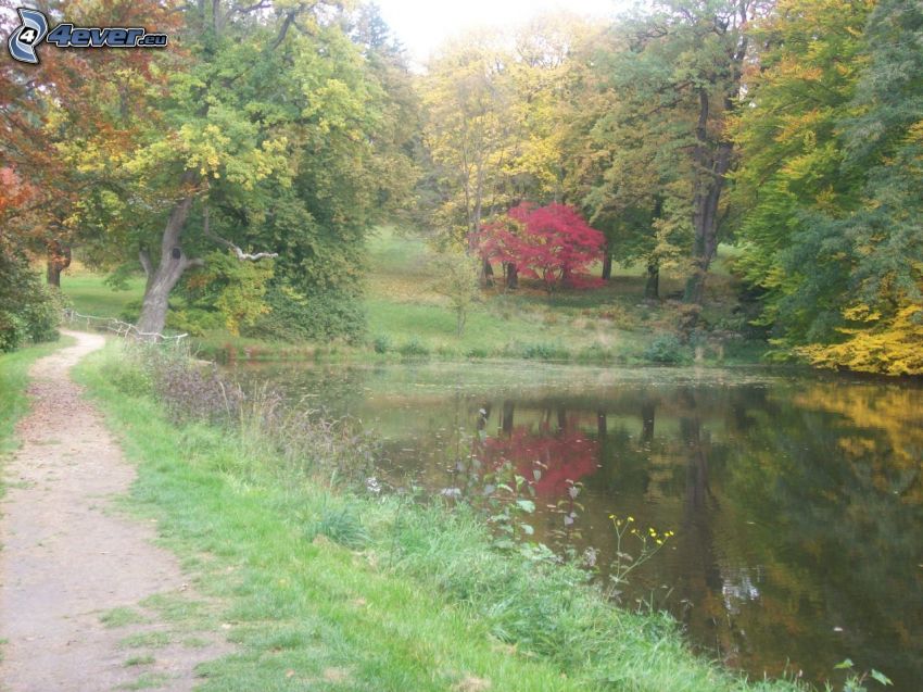 acera, lago, parque, árbol cerca de un lago, otoño