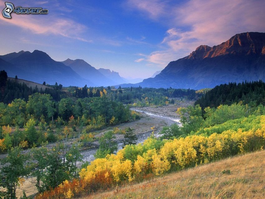 Alberta, Canadá, corriente, montañas, bosque, árboles amarillos, otoño