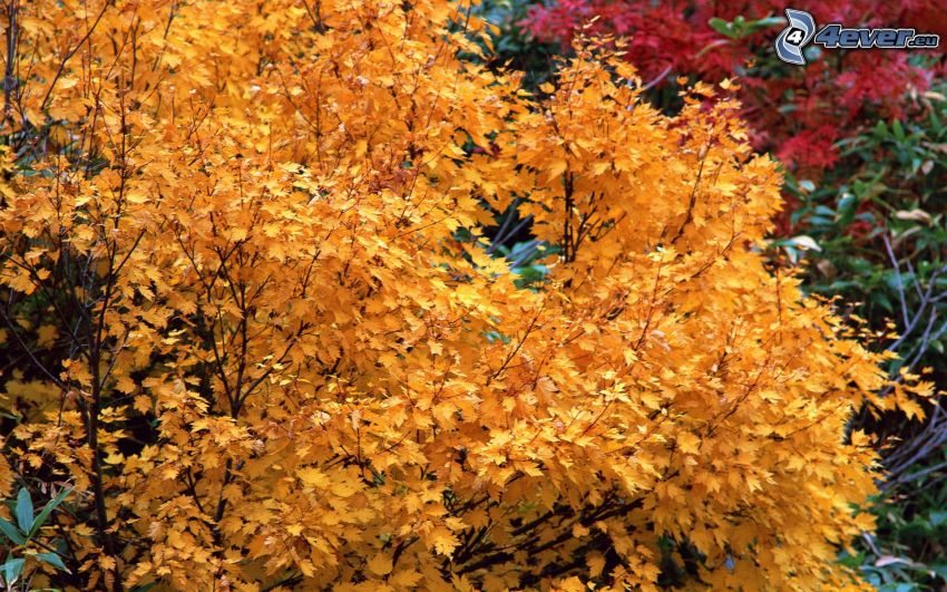 árbol amarillo, hojas de otoño