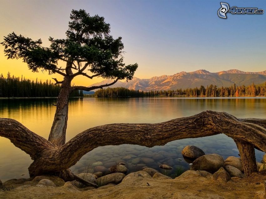 árbol cerca de un lago, conífera, puesta del sol, montañas, nivel de aguas tranquilas, bosque