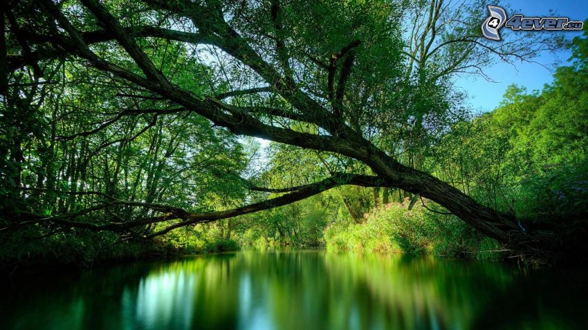árbol cerca de un lago, Lago en el bosque, verde