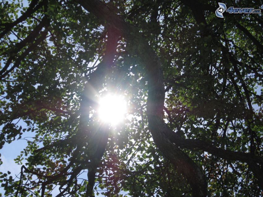 árbol de hoja caduca, sol, ramas