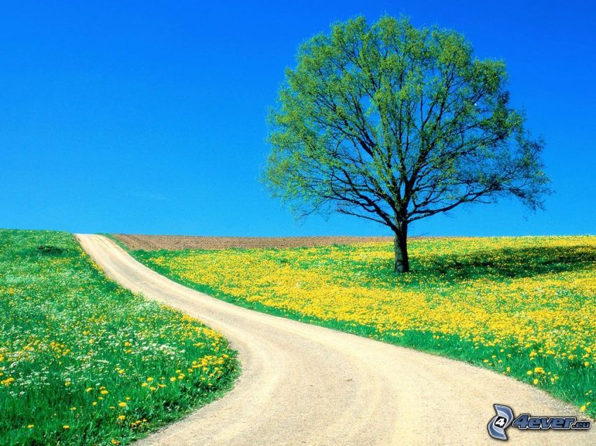 árbol en el campo, flores amarillas, camino