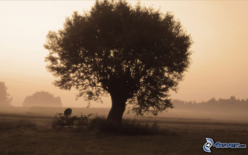 árbol en niebla