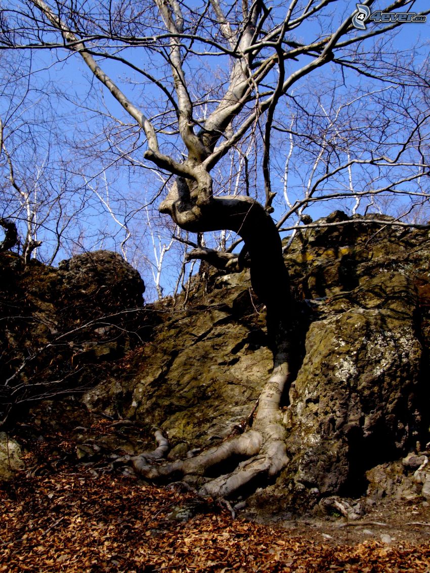 árbol en una roca