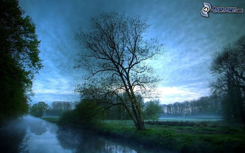 árbol junto al río, niebla baja, mañana nebulosa, árboles