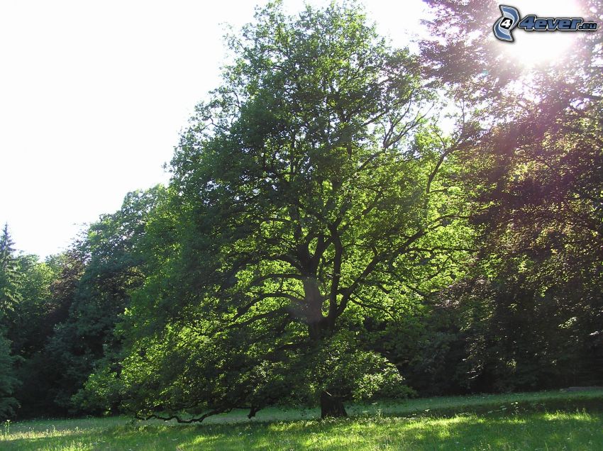 árbol ramificado, árbol en el prado, árboles, naturaleza, verde