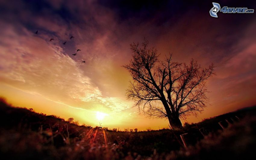 árbol solitario, puesta de sol en la pradera