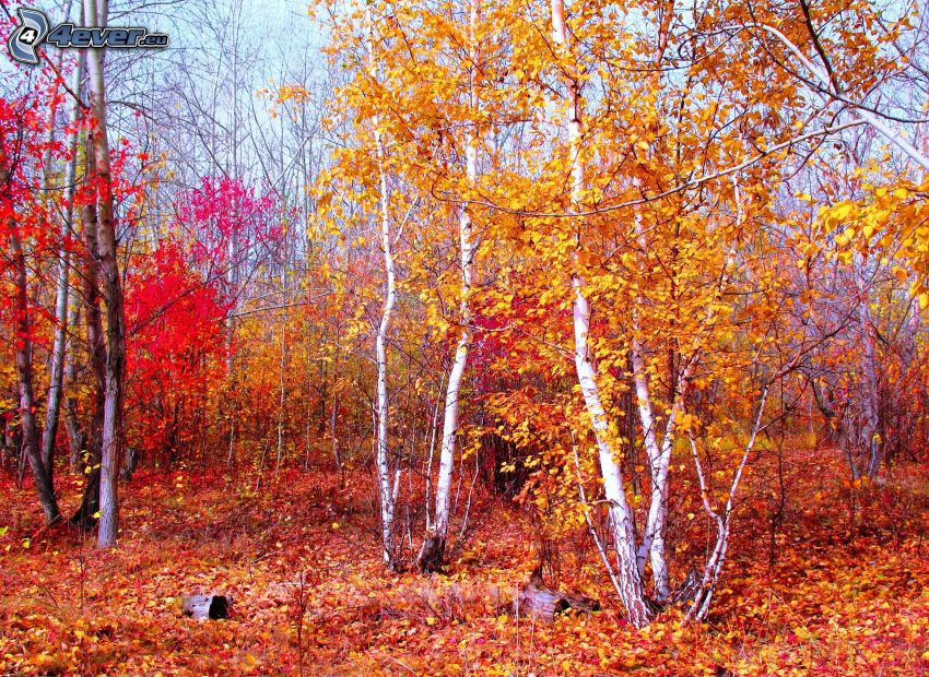 árboles coloridos del otoño
