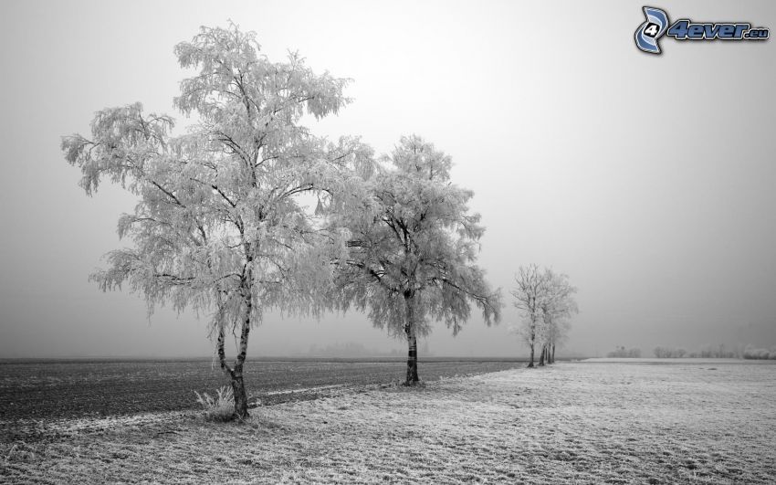árboles congelados, nieve, campo