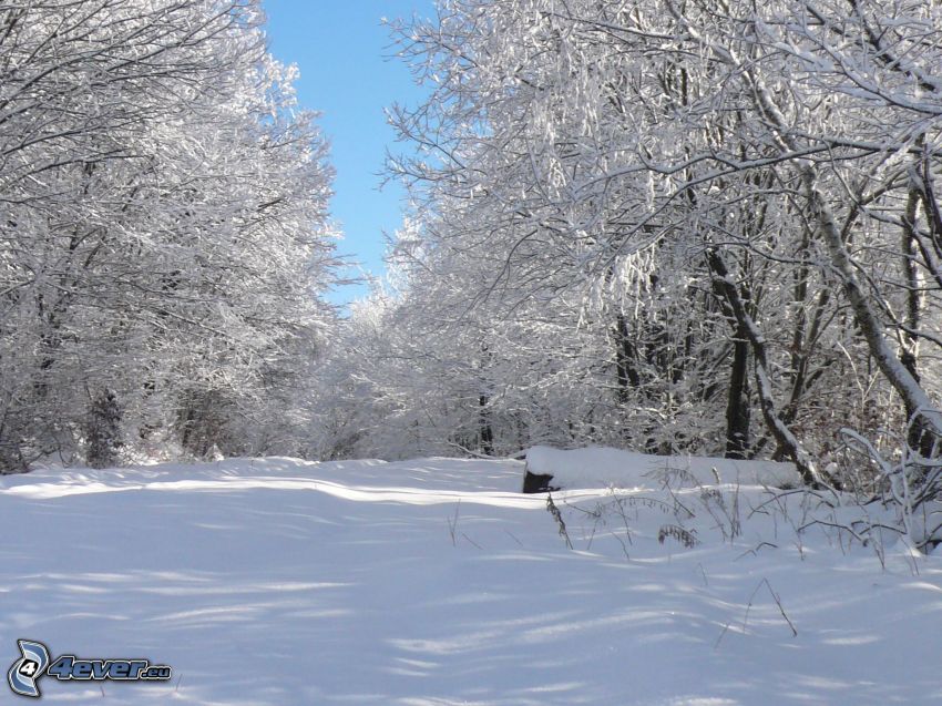 árboles congelados, nieve, invierno