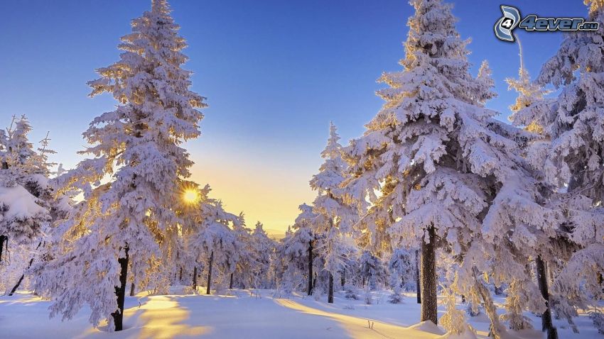 árboles nevados, puesta del sol