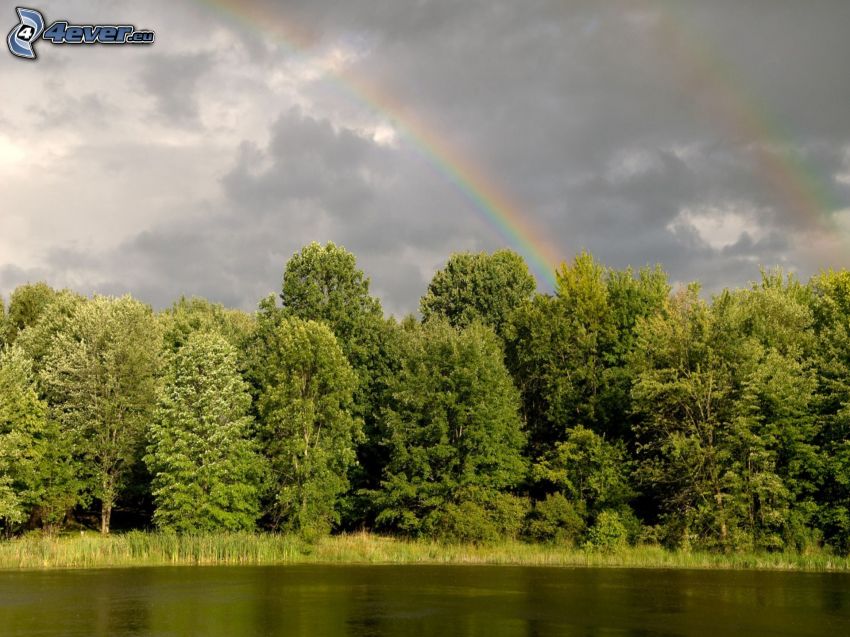 arco iris sobre un bosque, nubes, Lago en el bosque