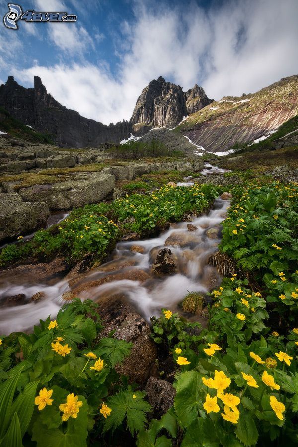 arroyo de montaña, montaña rocosa, flores amarillas
