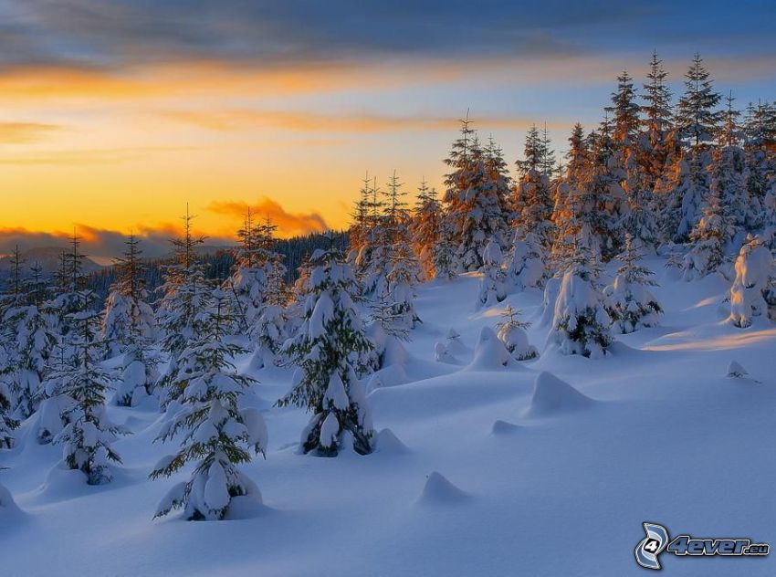bosque nevado, puesta del sol