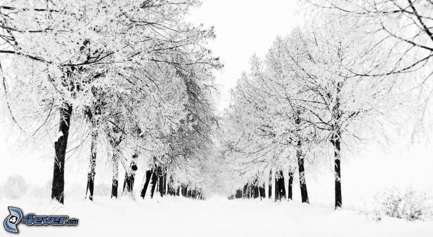 callejón cubierto de nieve, árboles nevados