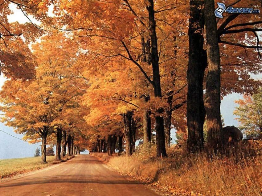 camino bajo árboles en otoño, Canadá, hojarasca