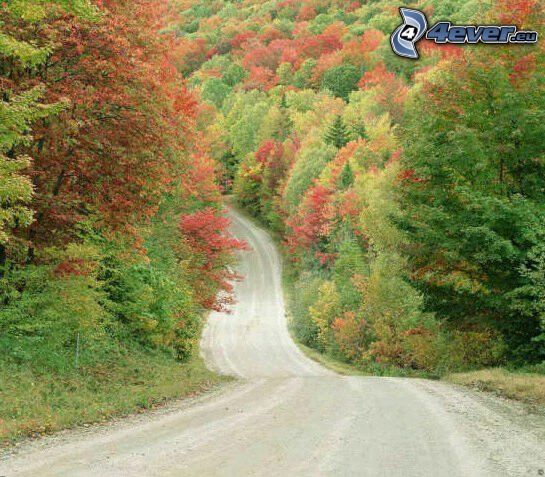 camino por el bosque, bosque colorido del otoño, árboles de colores