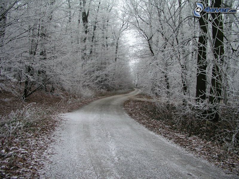 camino por el bosque, bosque congelado, invierno