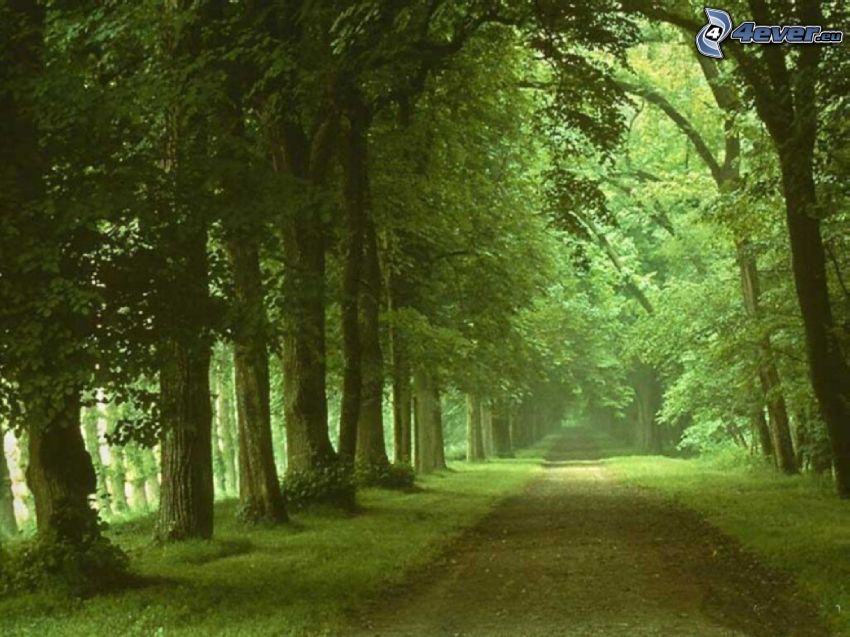 camino por un callejón verde, líneas de árboles, bosque, verde