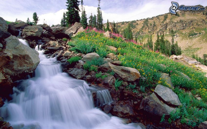 cascada, rocas, flores de campo