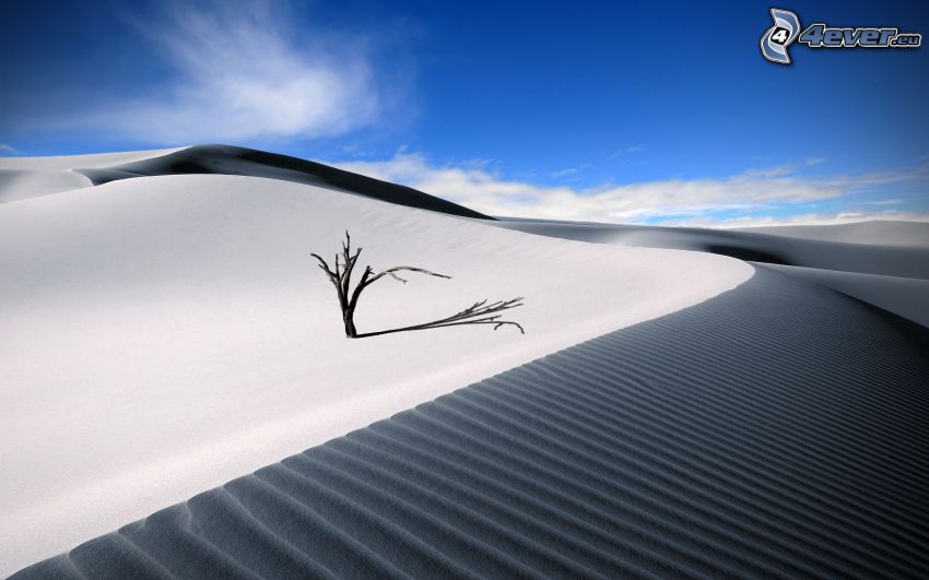 desierto, dunas, tronco seco