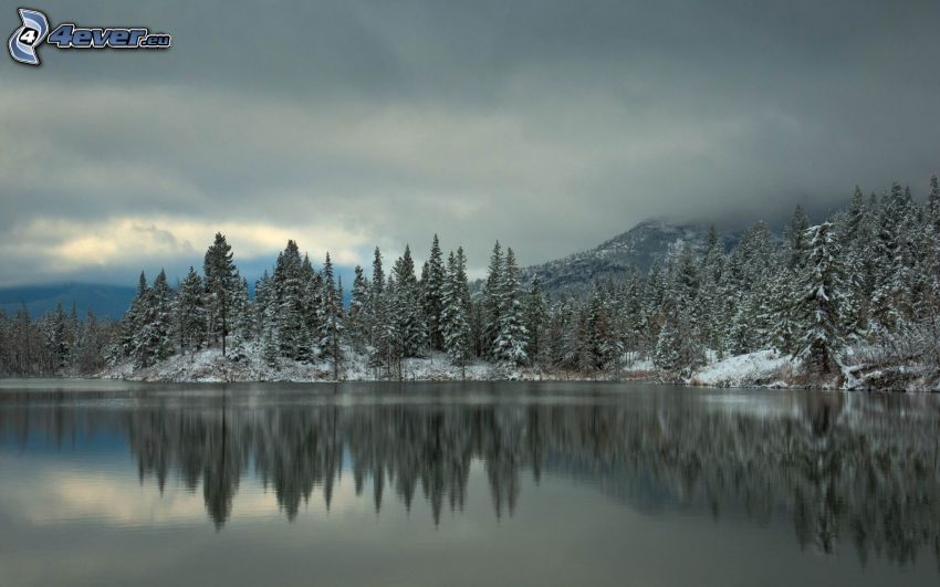 lago, bosque de coníferas nevado
