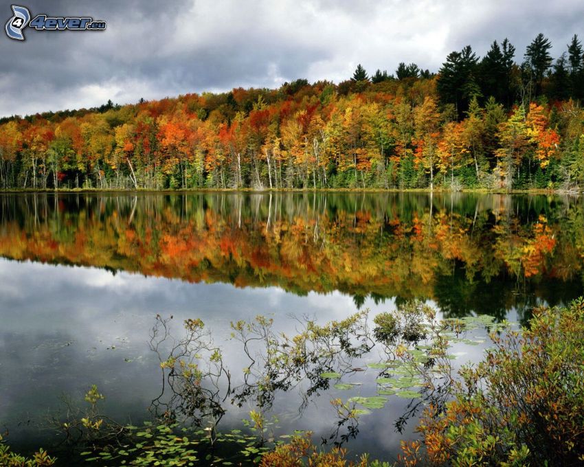 Lago en el bosque, árboles de colores, reflejo