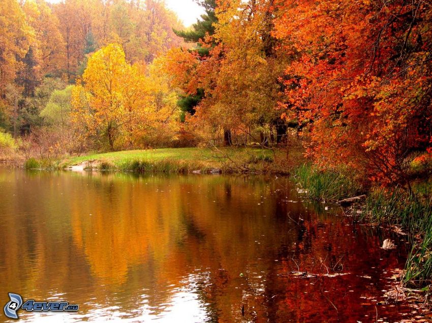 Lago en el bosque, bosque de otoño, hojas de colores