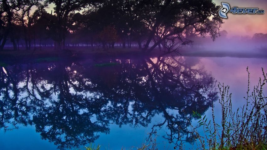 lago en un bosque, árboles, vapor, después de la puesta del sol