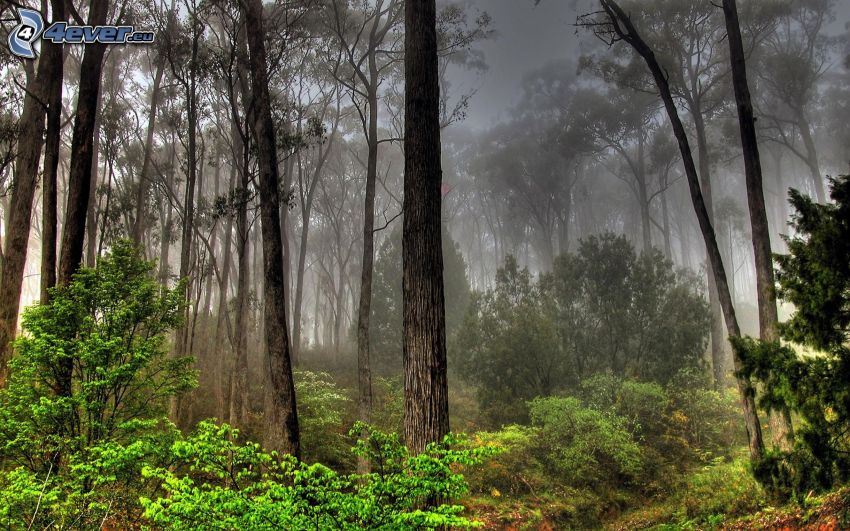niebla en el bosque, HDR