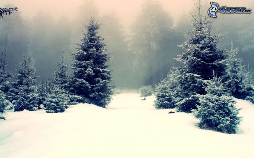 paisaje de invierno, árboles coníferos, nieve