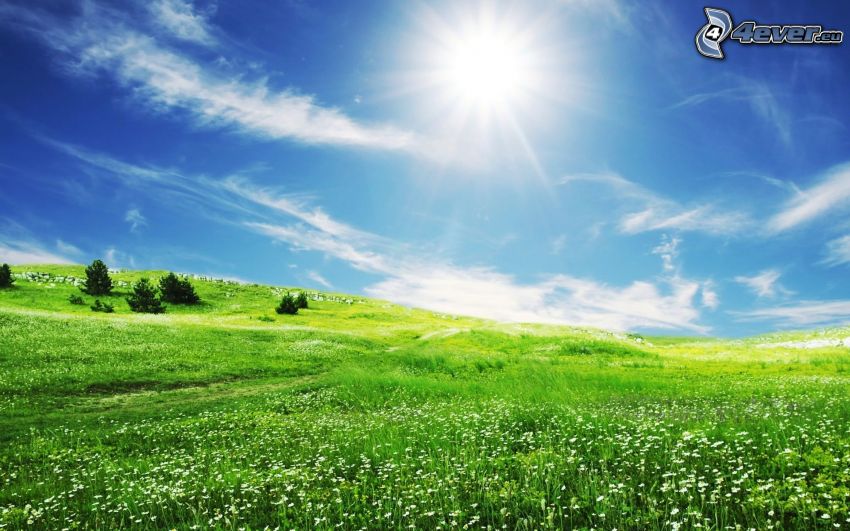 prado verde, árboles coníferos, sol, cielo azul
