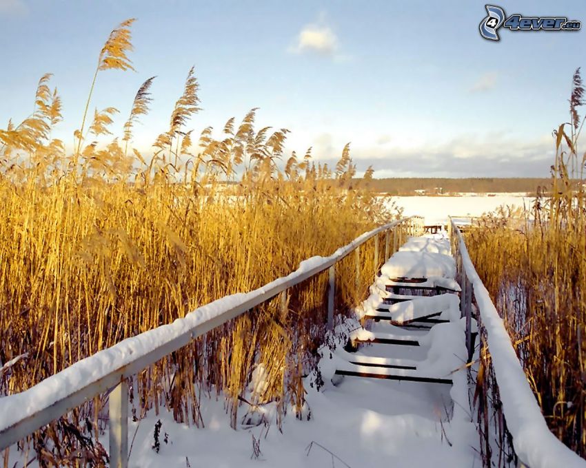 puente de madera, nieve, invierno, hierba alta