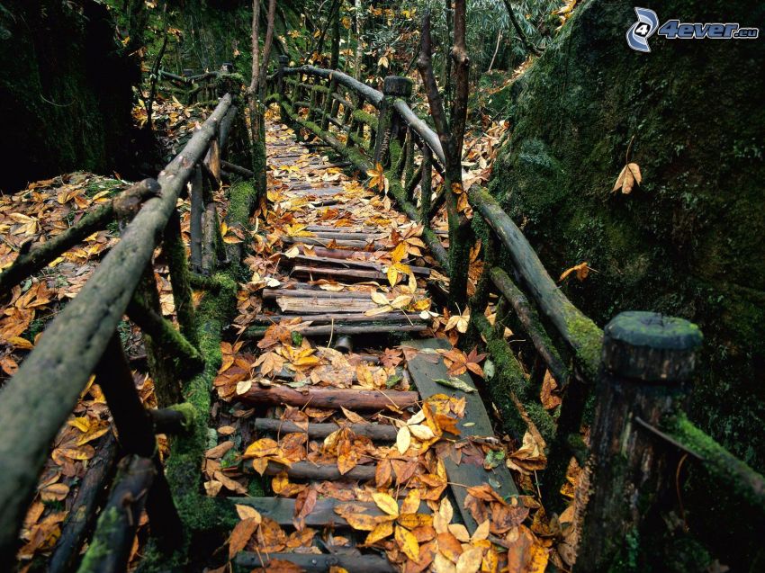 puente de madera en el bosque, naturaleza, camino, hojas amarillas