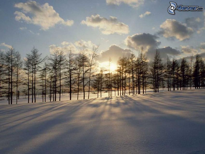 puesta de sol de invierno, nieve, líneas de árboles