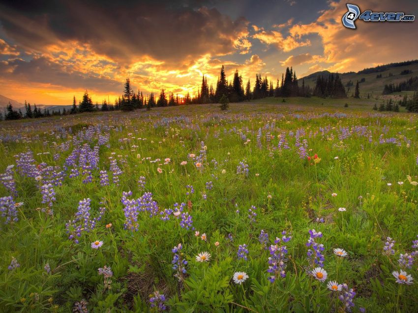 puesta de sol en la pradera, árboles, nubes, flores de coolor violeta