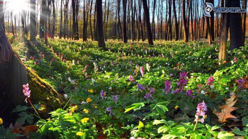 rayos de sol en el bosque, flores de coolor violeta